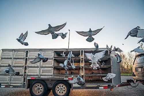 Homing Courier Pigeons are released from Thunder Bay, Ontario, to return to Winnipeg, Manitoba, in a long distance race. The Winnipeg Free Press  / David Jackson 