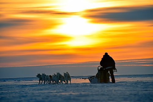 Photos by Shel Zolkewich / Winnipeg Free Press
Kelly Turcotte of Churchill River Mushing pauses in the golden light before lead dogs Smokey and Lilly and there rest of the team lead him back to the lodge after a day at the Hudson Bay coastline in spring.