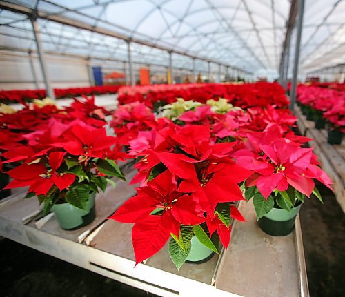 Bruce Bumstead / Brandon Sun files
Poinsettias have become a Christmas tradition and thrive in full sun. 