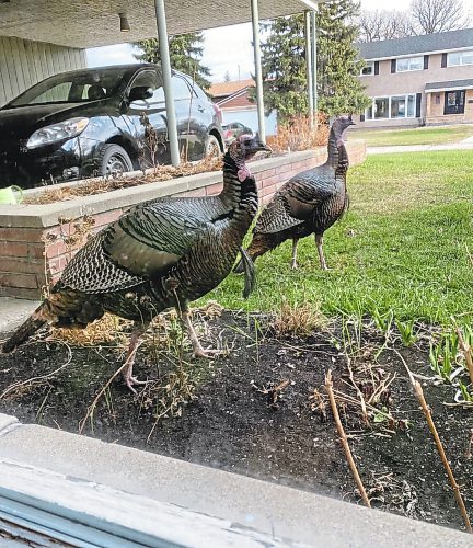 Ben Sigurdson / Winnipeg Free Press files
A pair of unannounced guests in early summer garnered some attention from passersby.