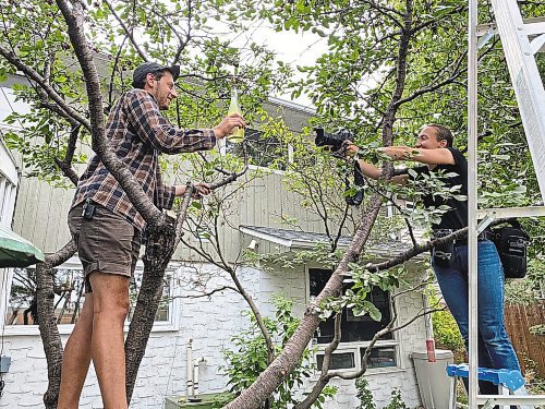 Ben Sigurdson / Winnipeg Free Press files
Free Press photographer Mikaela Mackenzie (right) photographs Jesse Oberman of Next Friend Cider in the cherry tree in the backyard for a story. The cherries were a couple days too ripe for him to use in one of his ciders.