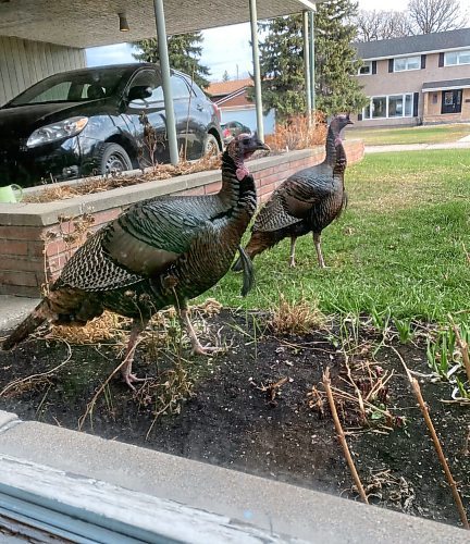 Ben Sigurdson / Winnipeg Free Press files
A pair of unannounced guests in early summer garnered some attention from passersby.