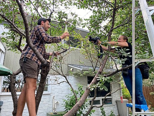 Ben Sigurdson / Winnipeg Free Press files
Free Press photographer Mikaela Mackenzie (right) photographs Jesse Oberman of Next Friend Cider in the cherry tree in the backyard for a story. The cherries were a couple days too ripe for him to use in one of his ciders.