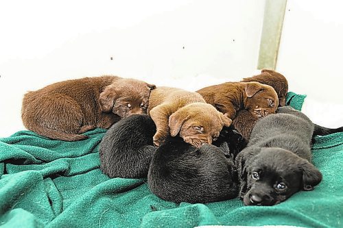 Brandon Sun Five-week-old puppies form a doggie pile at the Brandon Humane Society Monday. (Chelsea Kemp/The Brandon Sun)