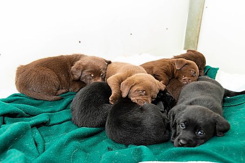 Brandon Sun Five-week-old puppies form a doggie pile at the Brandon Humane Society Monday. (Chelsea Kemp/The Brandon Sun)