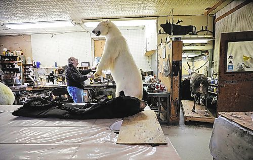 RUTH BONNEVILLE / WINNIPEG FREE PRESS 



Local - Telesky's Taxidermist business



Long standing local taxidermist, David Baxter, retired the biz last year and is in the process of clearing out his remaining inventory including large polo bears. one of which he is wrapping and crating to head to Costa Rica.  There are many other items that still need to be crated and shipped out including a walrus, caribou and another polo bear.  Many mounted items like fish, caribou and musk ox heads that never were claimed by their owner still remain.  The business has been around for over 55 years and still operates with many original tools and office supplies like a typewriter, old cash register and phone.  



The taxidermy business was already struggling before the pandemic but now it is too challenging for Baxter to keep the business operating.  



Photos of owner, Dave Baxter, crating a polo bear to ship out and interesting detail shots of the business.  





March 03, 2021