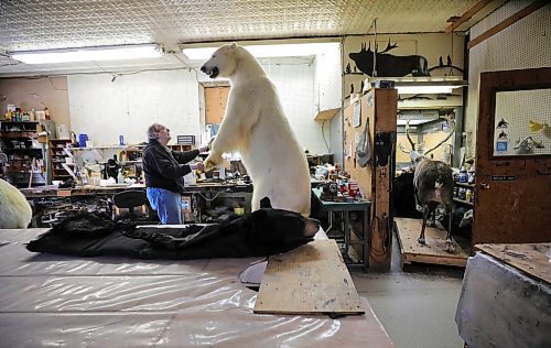 RUTH BONNEVILLE / WINNIPEG FREE PRESS 



Local - Telesky's Taxidermist business



Long standing local taxidermist, David Baxter, retired the biz last year and is in the process of clearing out his remaining inventory including large polo bears. one of which he is wrapping and crating to head to Costa Rica.  There are many other items that still need to be crated and shipped out including a walrus, caribou and another polo bear.  Many mounted items like fish, caribou and musk ox heads that never were claimed by their owner still remain.  The business has been around for over 55 years and still operates with many original tools and office supplies like a typewriter, old cash register and phone.  



The taxidermy business was already struggling before the pandemic but now it is too challenging for Baxter to keep the business operating.  



Photos of owner, Dave Baxter, crating a polo bear to ship out and interesting detail shots of the business.  





March 03, 2021