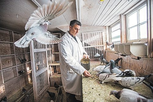 MIKAELA MACKENZIE / WINNIPEG FREE PRESS



Bill Voulgaris feeds the racing pigeons at VV Loft in Winnipeg on Saturday, Nov. 20, 2021. For Ben Waldman story.

Winnipeg Free Press 2021.