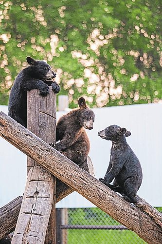 MIKAELA MACKENZIE / WINNIPEG FREE PRESS



Cubs at Black Bear Rescue Manitoba near Stonewall on Wednesday, July 7, 2021. For Eva Wasney story.

Winnipeg Free Press 2021.