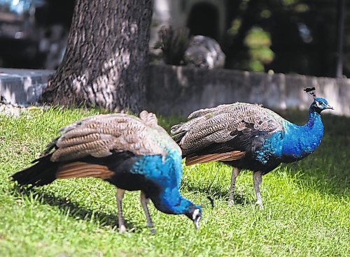 TWEETHARTS: Peacocks wander around the Souris community Wednesday. (Chelsea Kemp/The Brandon Sun)