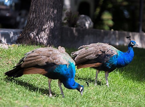 Souris will replace its current flock of peacocks this spring. (Chelsea Kemp/The Brandon Sun)