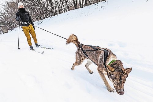 Daniel Crump / Winnipeg Free Press. Caroline Thiessen and her dog, Ernie, skijor on the Assiniboine river near the Forks, Saturday afternoon. January 22, 2022.