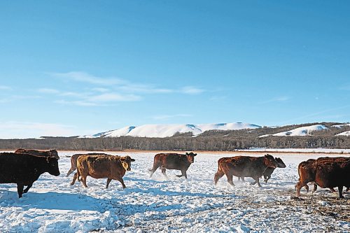 24012022
Cattle move to new bales of feed in front of the Brandon Hills at Howpark Farms south of Brandon on Monday.  (Tim Smith/The Brandon Sun)