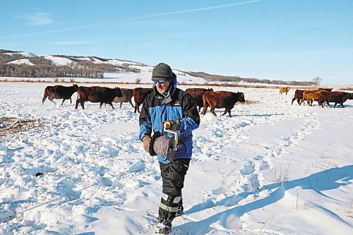 24012022
Ian Grossart of Howpark Farms removes fencing so cattle can move to new bales of feed on his farm on the east edge of the Brandon Hills south of Brandon on Monday.  (Tim Smith/The Brandon Sun)