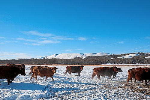 Cattle move to new bales of feed in front of the Brandon Hills at Howpark Farms south of Brandon on Monday. (Tim Smith/The Brandon Sun)