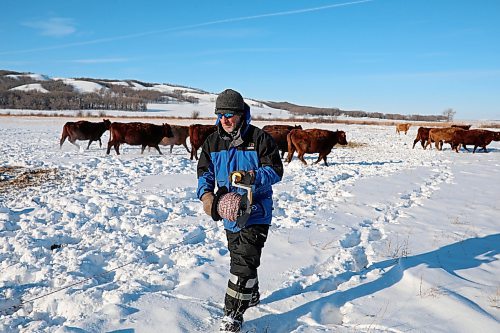 Ian Grossart, the owner of Howpark Farms, removes fencing so cattle can move to new bales of feed on his farm on the east edge of the Brandon Hills, south of Brandon, on Monday. He is just one of the many farmers experiencing feed shortages. (Tim Smith/The Brandon Sun)