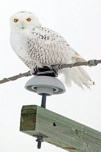 A snowy owl perches on a utility pole north of Brandon, on Highway 10, amid flurries Wednesday afternoon.  (Tim Smith/The Brandon Sun)