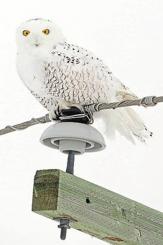 26012022
A snowy owl perches on a utility pole north of Brandon on Highway 10 amid flurries on Wednesday afternoon.   (Tim Smith/The Brandon Sun)