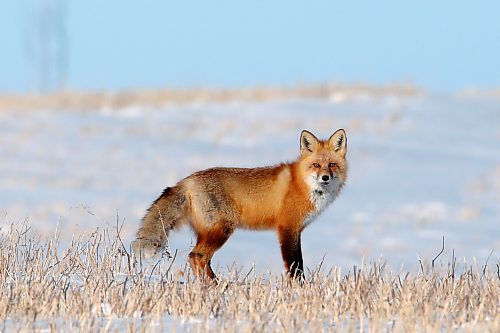 A red fox pauses while hunting in a field near Melita on a cold Thursday. (Tim Smith/The Brandon Sun)