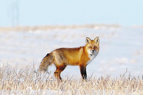 27012022
A red fox pauses while hunting in a field near Melita, Manitoba on a cold Thursday. (Tim Smith/The Brandon Sun)