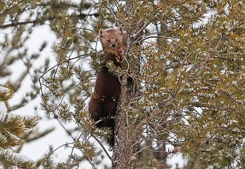 A pine marten peers out from a tree along PTH 19 in Riding Mountain National Park while out hunting earlier this week. The pine marten is one of the largest members of the weasel family, mustelidae, found in the park, along with the fisher. (Tim Smith/The Brandon Sun)