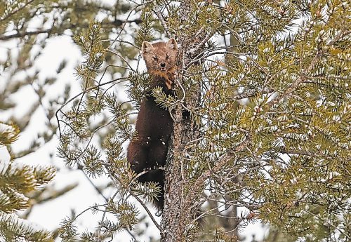 26012022
A pine marten peers out from a tree along PTH 19 in Riding Mountain National Park while out hunting on Wednesday afternoon. The pine martin is one of the largest members of the weasel family, Mustelidae, found in the park, along with the fisher. (Tim Smith/The Brandon Sun)