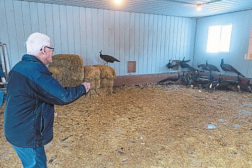 Jim Ludlam checks on the Souris peacock barn in Victoria Park on Saturday. Ludlam has been volunteering to look after the birds for about 35 years and currently looks after about 25 peacocks. Souris will be getting a new batch of birds sometime in late March or early April. (Photos by Chelsea Kemp/The Brandon Sun)