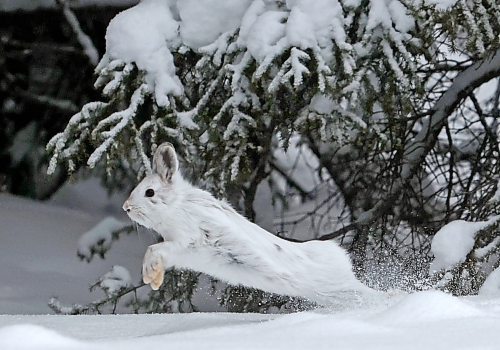 A snowshoe hare leaps through deep snow along PTH 19 in Riding Mountain National Park recently. The hare's large feet act like snowshoes, keeping it from sinking into deep snow. (Tim Smith/The Brandon Sun)