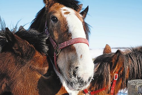 Brandon Sun 02022022

Clydesdale horses mingle at the water trough at Randy Delgaty's farm north of Minnedosa on a cold Wednesday. Delgaty has been farming for almost 69 years. (Tim Smith/The Brandon Sun)