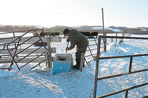 Brandon Sun 02022022

Farmer Randy Delgaty chips ice out of the water trough for his horses and cattle at his farm north of Minnedosa on a cold Wednesday. Delgaty has been farming for almost 69 years. (Tim Smith/The Brandon Sun)