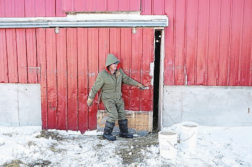 Brandon Sun 02022022

Farmer Randy Delgaty opens the door to the stables to bring his Clydesdale horses in for the night at his farm north of Minnedosa on a cold Wednesday. Delgaty has been farming for almost 69 years. (Tim Smith/The Brandon Sun)
