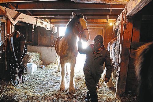 Brandon Sun 02022022

Farmer Randy Delgaty guides his Clydesdale horses into the stable for the night at his farm north of Minnedosa on a cold Wednesday. Delgaty has been farming for almost 69 years. (Tim Smith/The Brandon Sun)