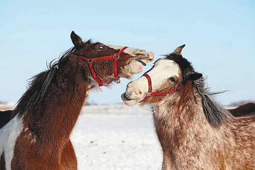 Brandon Sun 02022022

Clydesdale horses play in the cold at Randy Delgaty's farm north of Minnedosa on Wednesday. Delgaty has been farming for almost 69 years. (Tim Smith/The Brandon Sun)