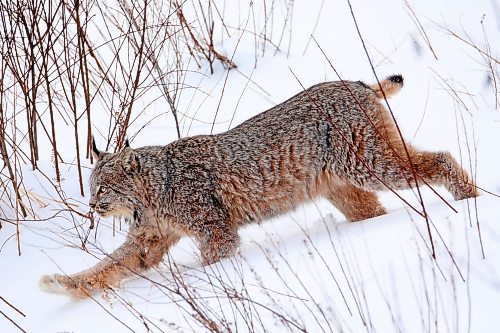 BIG STRETCH
A lynx walks through deep snow in a clearing along Swanson Creek in Riding Mountain National Park on a cold Thursday. Lynx are built for tough winters with large paws to help keep them above the snow. Their populations rise and fall with that of snowshoe hares, an important food source for the big cats. (Tim Smith/The Brandon Sun)