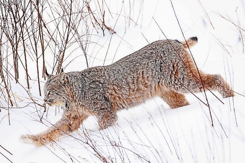 03022022
A lynx walks through deep snow in a clearing along Swanson Creek in Riding Mountain National Park on a cold Thursday. Lynx are built for tough winters with large paws to help keep them above the snow. Their populations rise and fall with that of snowshoe hares, an important food source for lynx. 
(Tim Smith/The Brandon Sun)