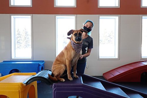 Captain, a shepherd cross, just received a treat from his "Pawlympics" partner Madison for completing a part of the obstacle course at the Paw Resort & Wellness Centre. (Joseph Bernacki/The Brandon Sun)