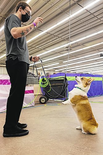 Evan Roy and his Corgi Cara, from Portage la Prairie, practise for the Crocus Obedience and Kennel Club Dog Show on Saturday. (Photos by Chelsea Kemp/The Brandon Sun)