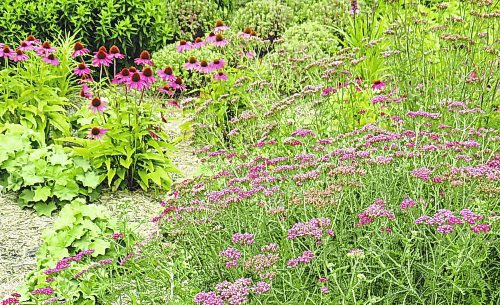 Photos by Colleen Zacharias / Winnipeg Free Press
Some of the perennial favourites in the Seasonal Garden at Assiniboine Park: purple coneflower, yarrow, lady's mantle.