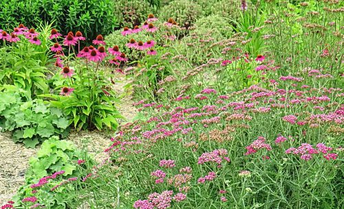 Photos by Colleen Zacharias / Winnipeg Free Press
Some of the perennial favourites in the Seasonal Garden at Assiniboine Park: purple coneflower, yarrow, lady's mantle.