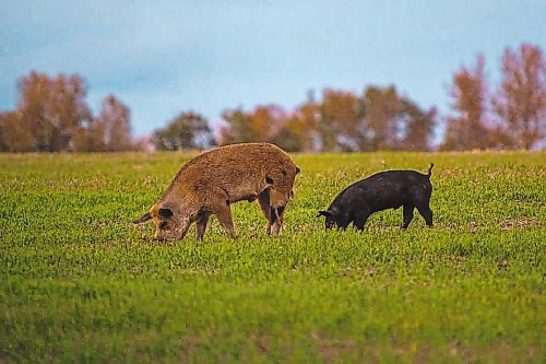 Brandon Sun Riding Mountain National Park has been ranked the second most likely spot for the invasive feral hog by Dr. Ryan Brook. Submitted Photo