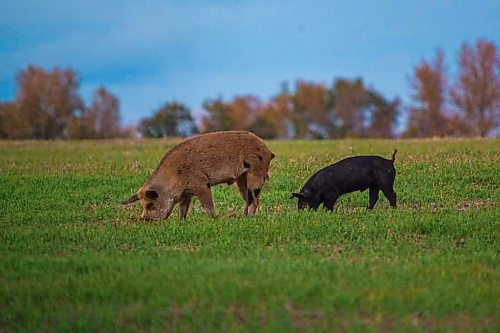 Brandon Sun Riding Mountain National Park has been ranked the second most likely spot for the invasive feral hog by Dr. Ryan Brook. (Submitted)