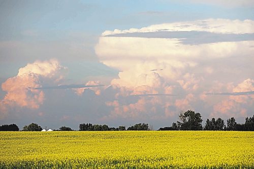 Brandon Sun 10072019

Storm clouds move east over a field of canola south of Brandon on Thursday evening. An earlier thunderstorm brought downpours and hail to the region.  (Tim Smith/The Brandon Sun)