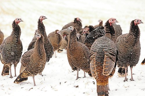 In mid-February 32 wild turkeys were relocated to Ann and Colin Hunter's farm in the Riverdale Municipality. (Brandon Sun Archive)

Wild turkeys forage for food in a field just north of Turtle Mountain Provincial Park on Friday. (Tim Smith/The Brandon Sun)