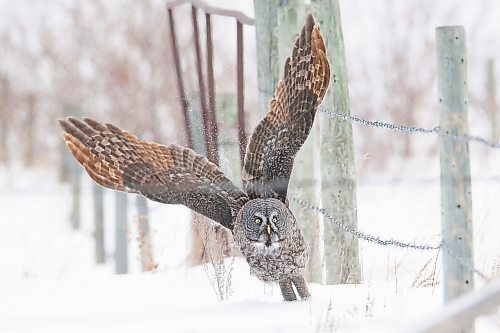 A Great Grey Owl spent Monday afternoon hunting in deep snow along Highway 10 south of Onanole. (Photos by Tim Smith/The Brandon Sun)