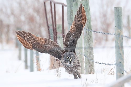 A Great Grey Owl spent Monday afternoon hunting in deep snow along Highway 10 south of Onanole. (Photos by Tim Smith/The Brandon Sun)