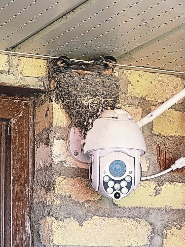 Photos by Marc LaBossiere / Winnipeg Free Press
One of three barn swallow families nests atop a security camera close to the front foyer door of Marc's home. 