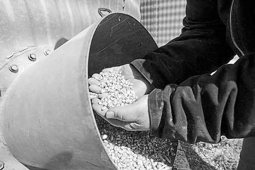 MIKE DEAL / WINNIPEG FREE PRESS

Farmer, Chuck Fossay, inspects a bin full of corn on his property about 20 miles west of Winnipeg Friday afternoon. 

Farmers are starting to plan out what to plant this year in light of all the disruptions in the market -- including the war in Ukraine -- that have driven prices up significantly in many commodities.

See Martin Cash story

220408 - Friday, April 08, 2022.