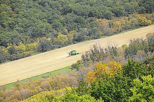 Brandon Sun 15092021
A combine harvests a crop surrounded by trees in the Little Saskatchewan River valley north of Minnedosa on a hot Wednesday. (Tim Smith/The Brandon Sun)