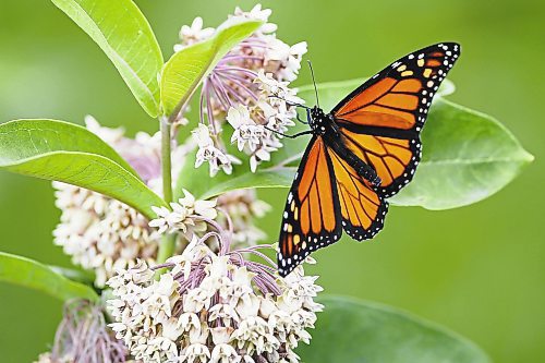 JOHN WOODS / WINNIPEG FREE PRESS

A monarch rests on a milkweed at the thirteenth annual Monarch Butterfly festival at the Living Prairie Museum in Winnipeg Sunday, July 21, 2019. 



Reporter: standup