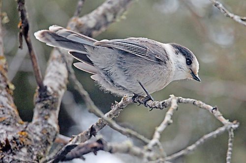 A Canada Jay perches on a tree branch along the Aspen trail in Riding Mountain National Park during the annual Riding Mountain Christmas Bird Count last year. (Tim Smith/The Brandon Sun)